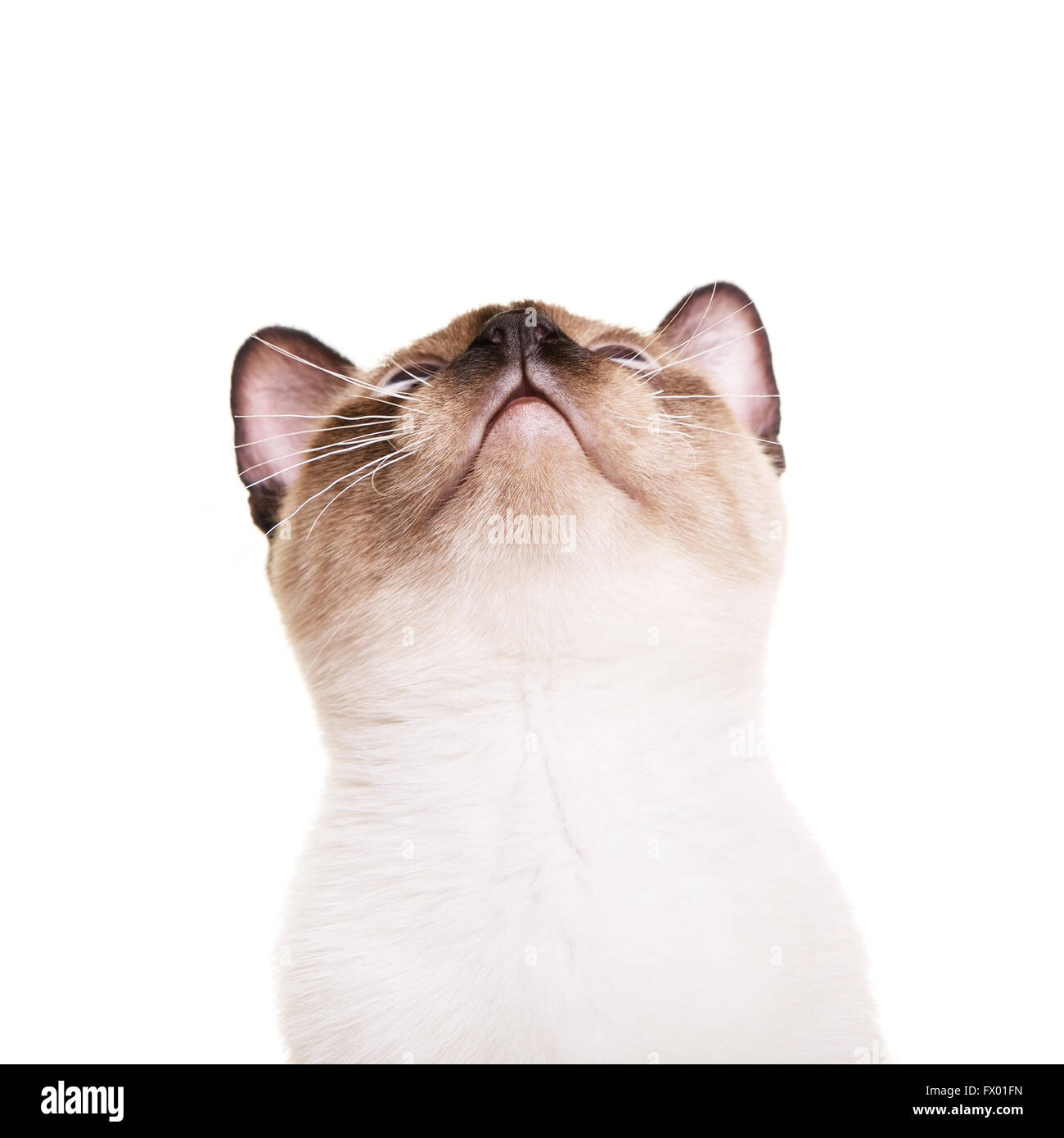 Thai cat gris aux yeux bleus regardant vers le haut, isolé sur fond blanc Banque D'Images