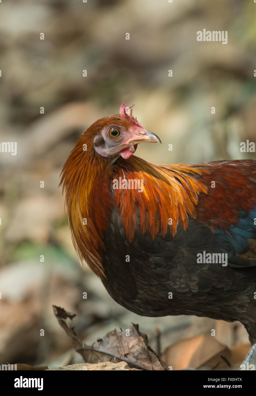 Les coqs sauvages rouge (Gallus gallus) est un membre de la famille des Phasianidae. Banque D'Images