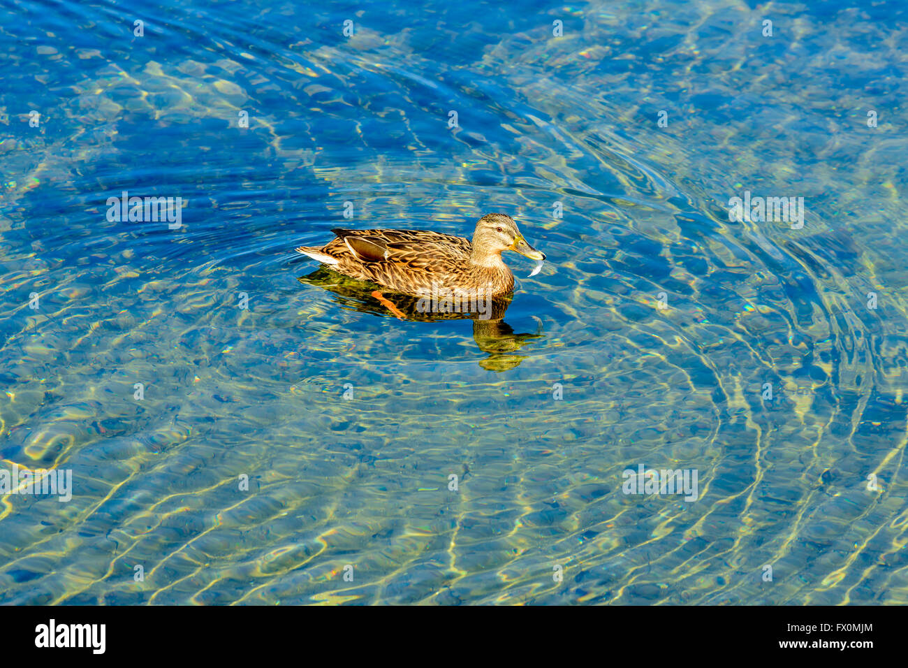 Femelle canard colvert (Anas platyrhynchos) Nager dans l'eau claire avec une plume dans sa bouche. Elle sera probablement l'utiliser comme nestin Banque D'Images
