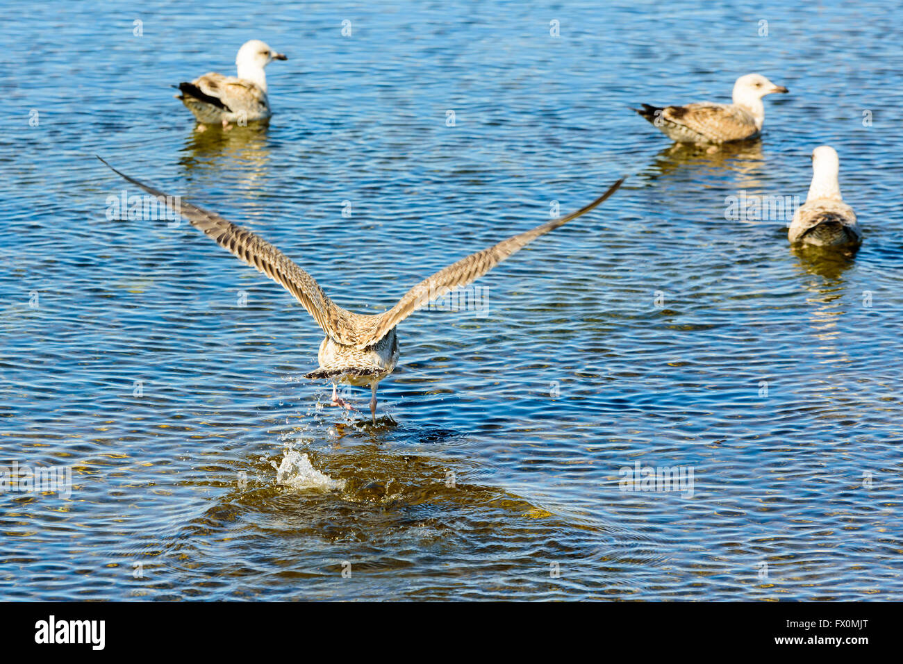 Troupeau de jeunes goélands caspienne dans l'eau peu profonde au printemps. Un oiseau s'envoler. Banque D'Images