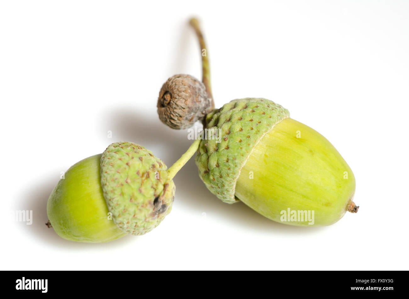 Deux glands vert vert isolé sur fond blanc. Banque D'Images