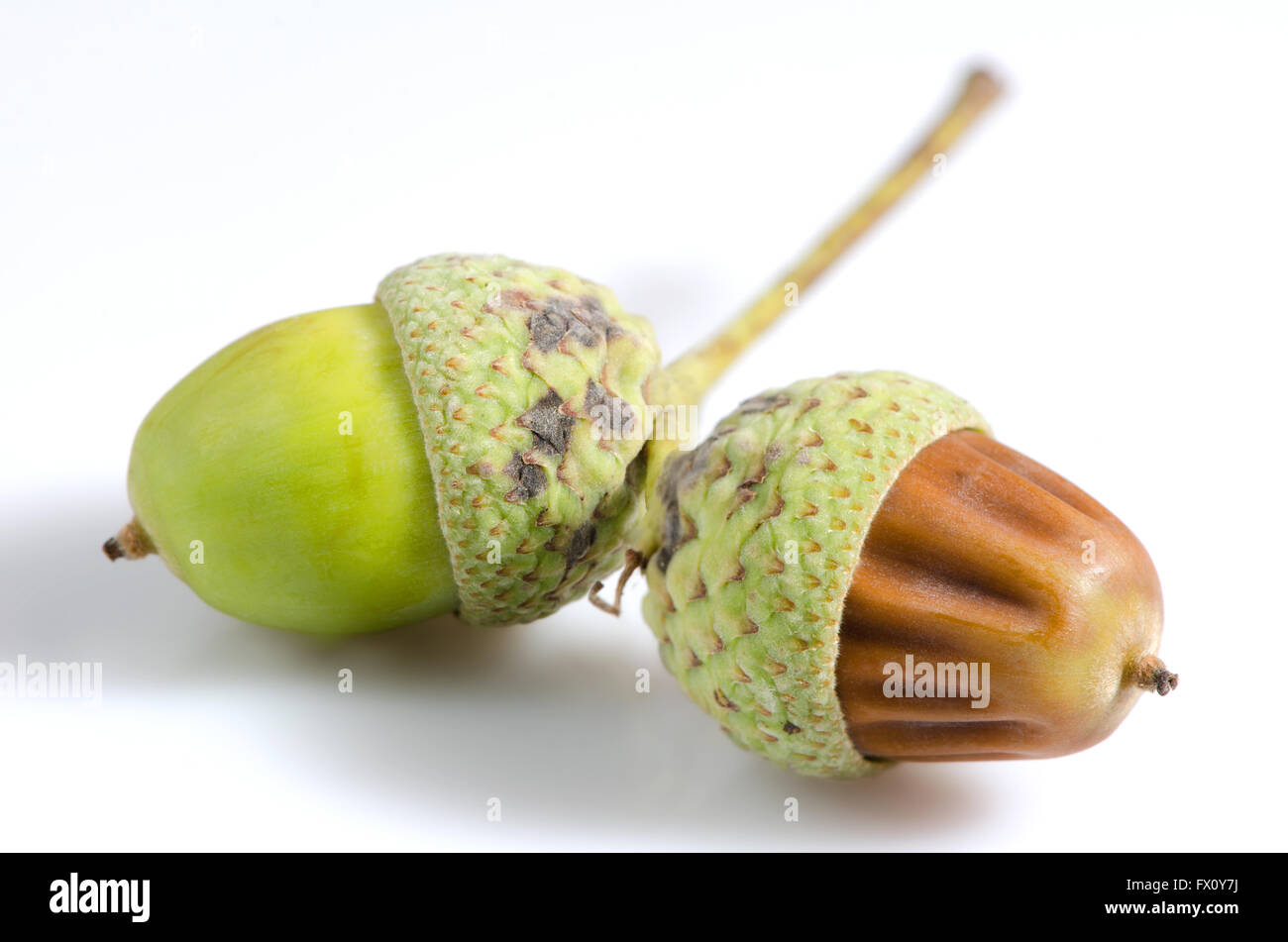 Les glands blanc et brun isolé sur fond blanc. Banque D'Images