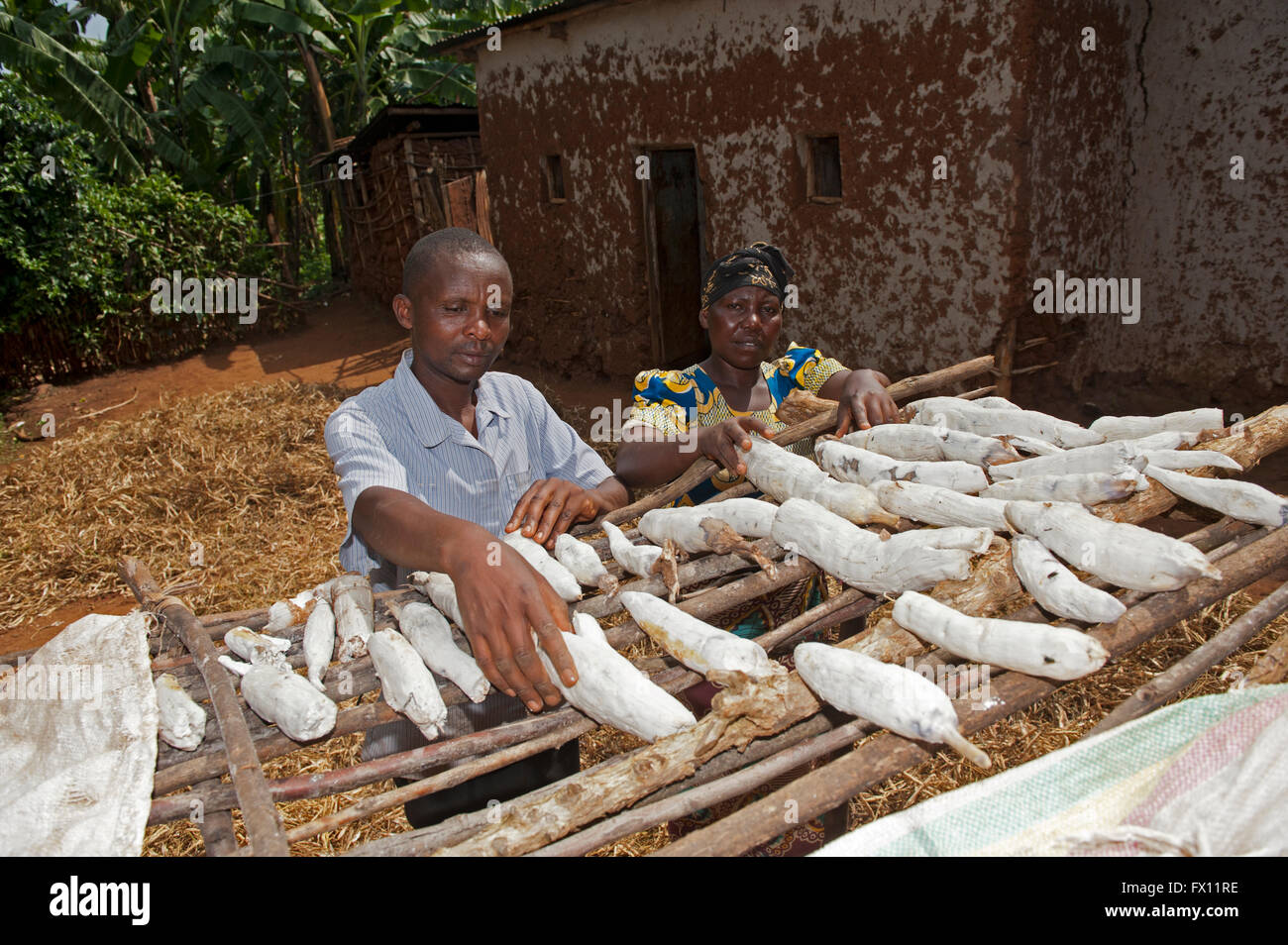 Couple rwandais fraîchement récolté en manioc mise à sécher au soleil. Banque D'Images