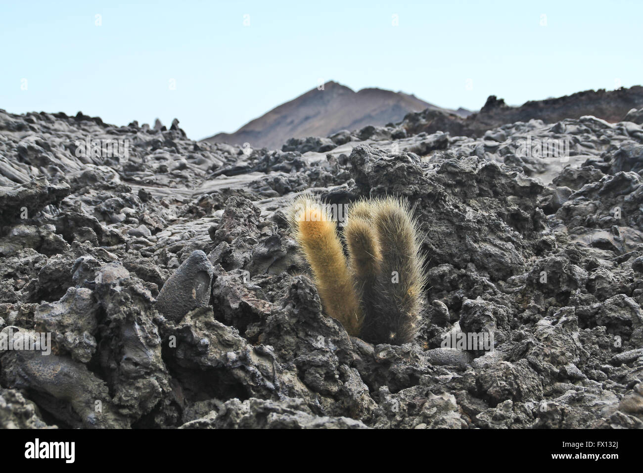 Cactus solitaire qui colonisent un champ de lave sur les Galapagos Banque D'Images