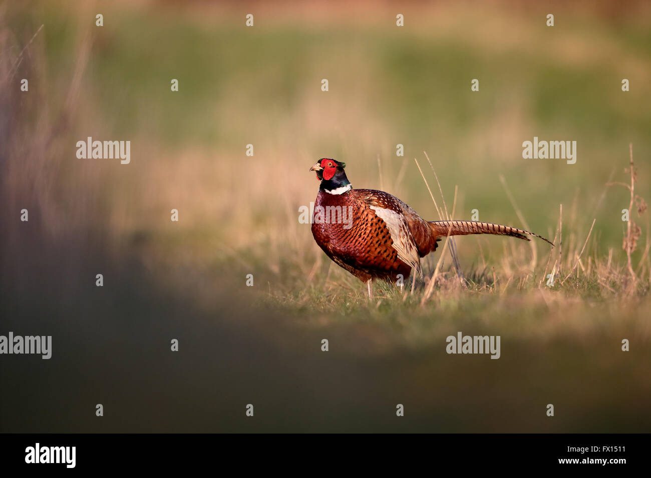 Faisan de Colchide Phasianus colchicus, commun, seul mâle sur l'herbe, Warwickshire, Avril 2016 Banque D'Images