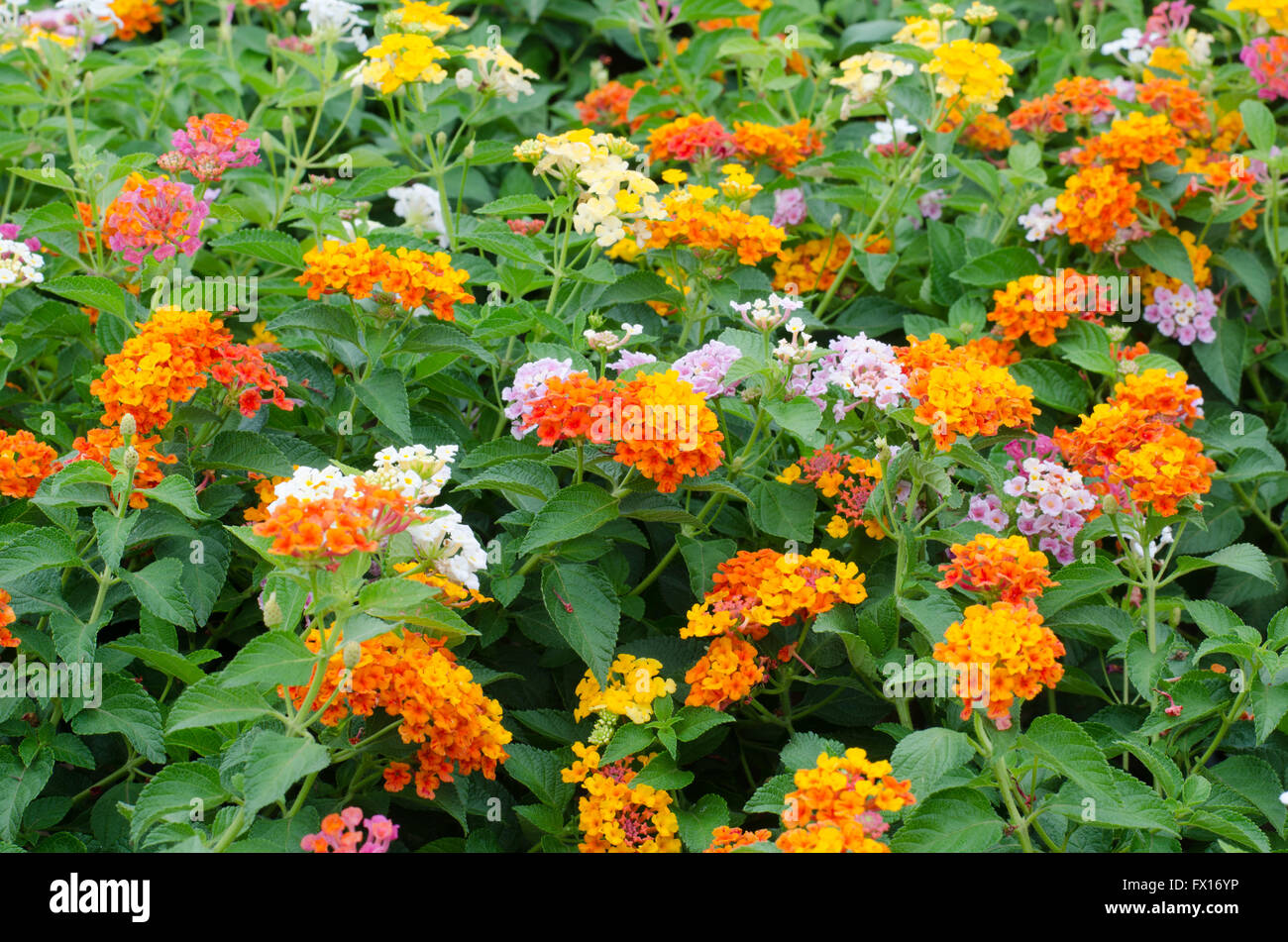 fleurs de Lantana Banque D'Images