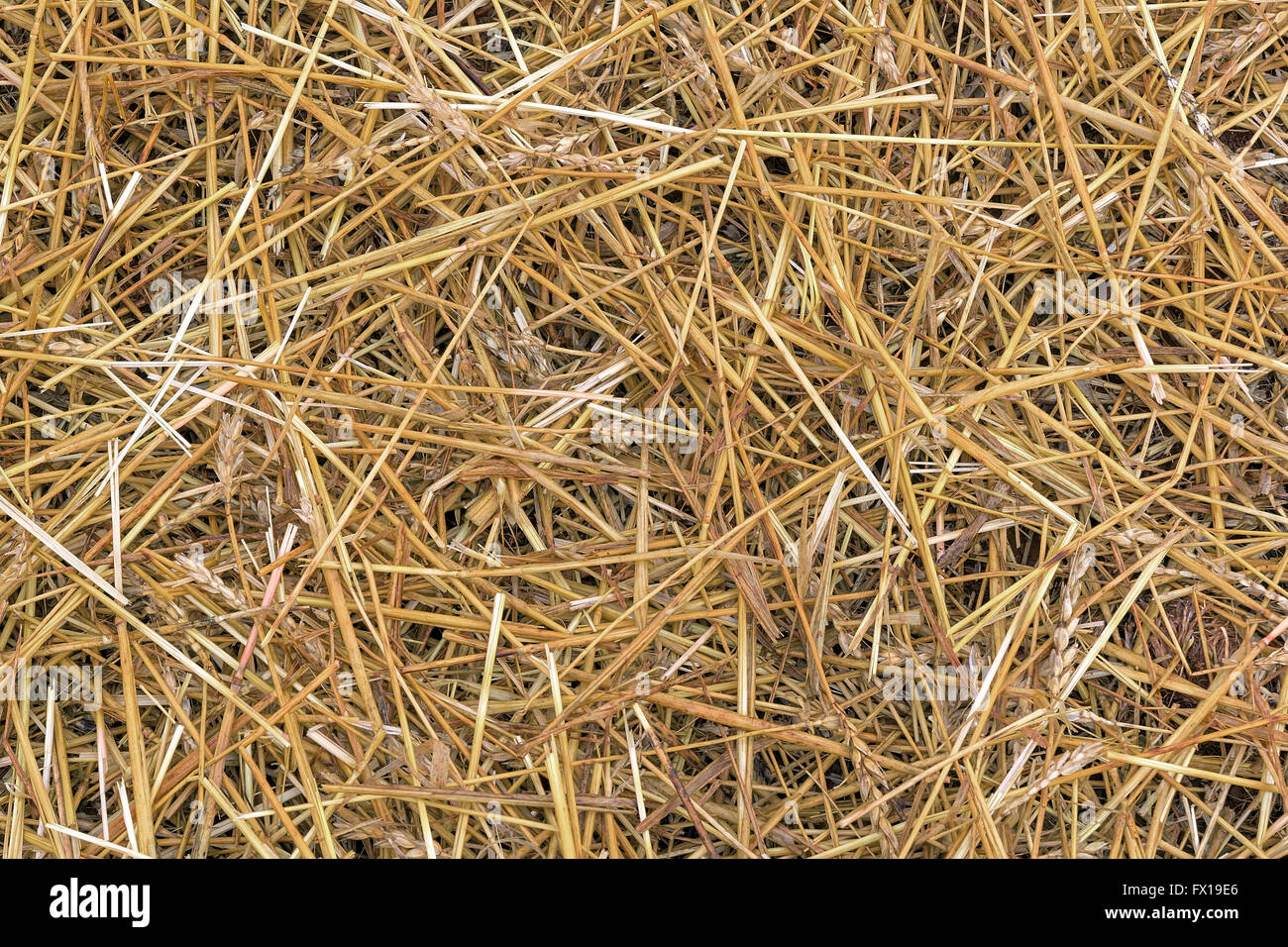 Foin de graminées de blé au cours de la saison pour havested automne arrière-plan d'alimentation de la vache Banque D'Images