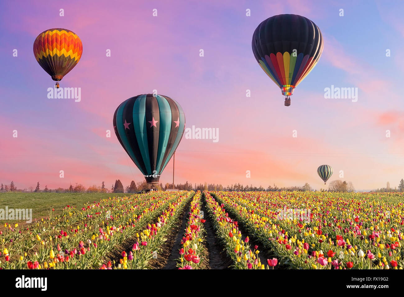 Ballons à air chaud qui décolle de champs de tulipes dans tulip festival à Woodburn Oregon au lever du soleil Banque D'Images