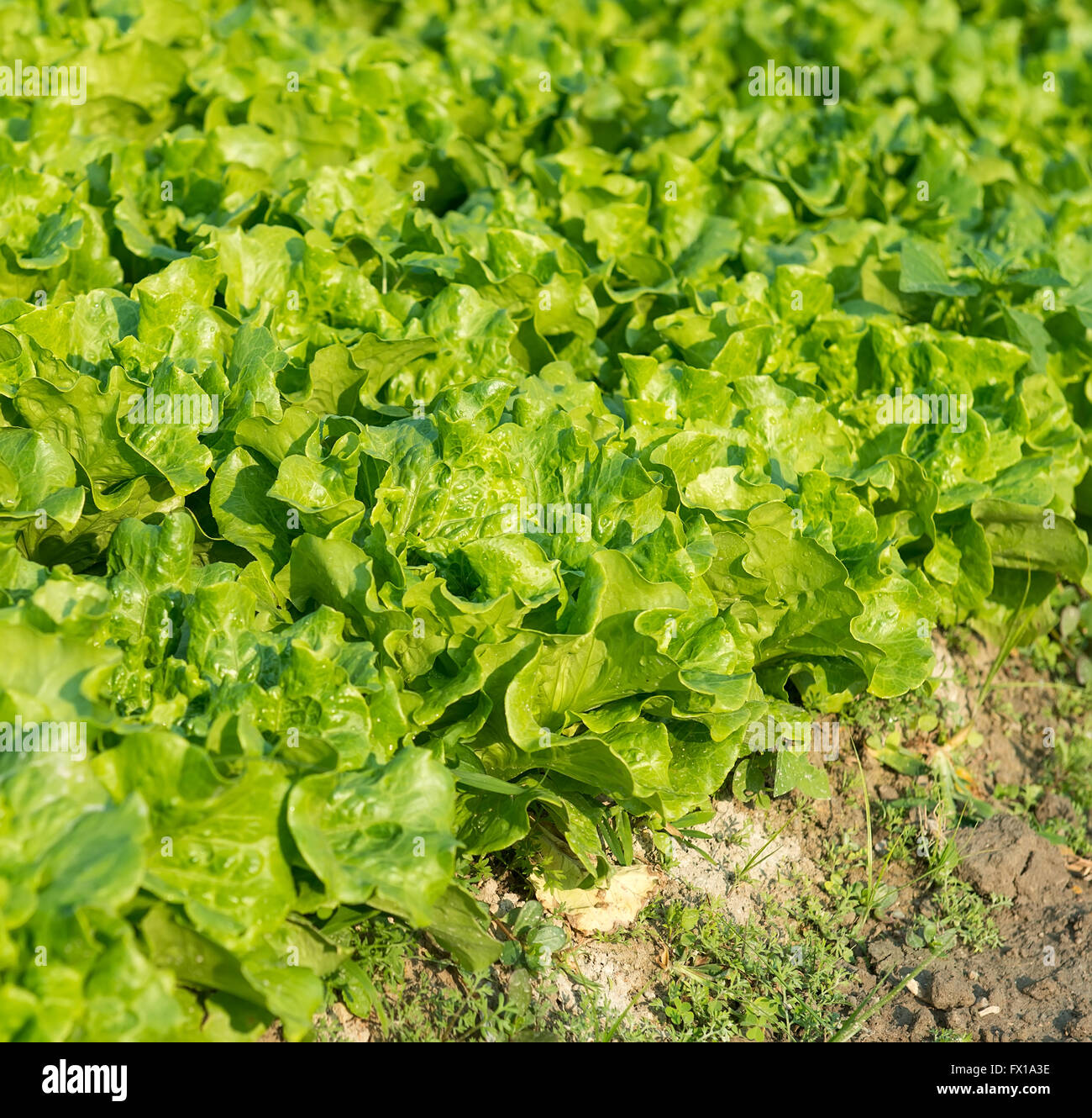 Dans la zone de l'usine de laitue Banque D'Images