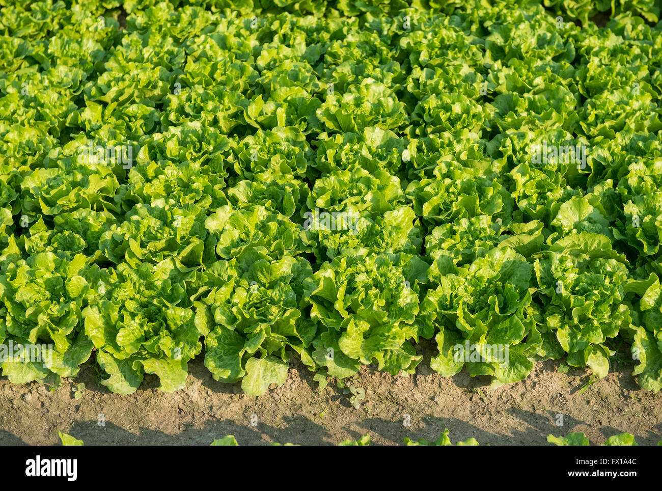 Dans la zone de l'usine de laitue Banque D'Images