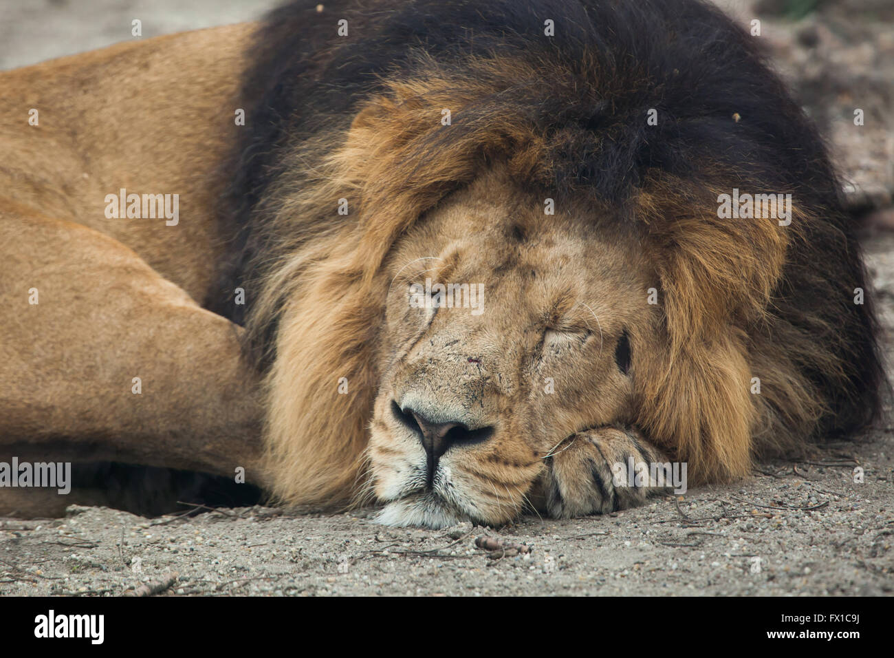 L'Asiatique mâle lion (Panthera leo persica), également connu sous le nom de lion indien au Zoo de Budapest à Budapest, Hongrie. Banque D'Images