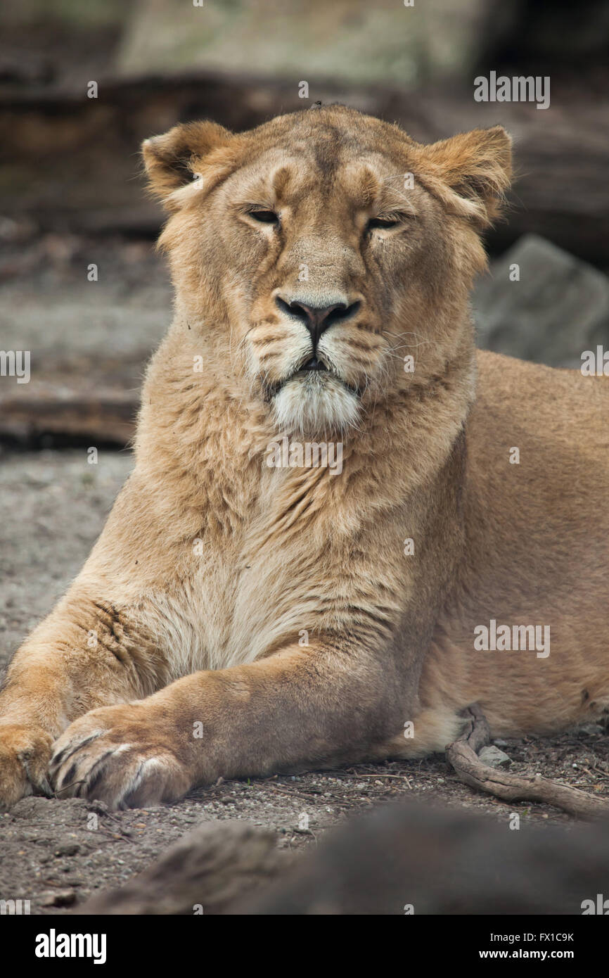 Femme lion d'Asie (Panthera leo persica), également connu sous le nom de lion indien au Zoo de Budapest à Budapest, Hongrie. Banque D'Images