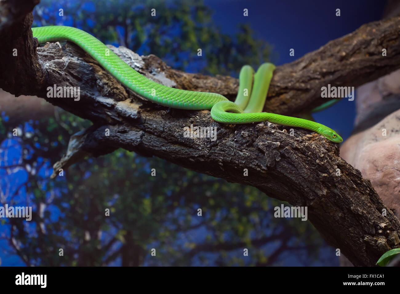 Green mamba de l'Ouest (Dendroaspis viridis), également connu sous le nom de l'Afrique de l'Ouest green mamba au Zoo de Budapest à Budapest, Hongrie. Banque D'Images