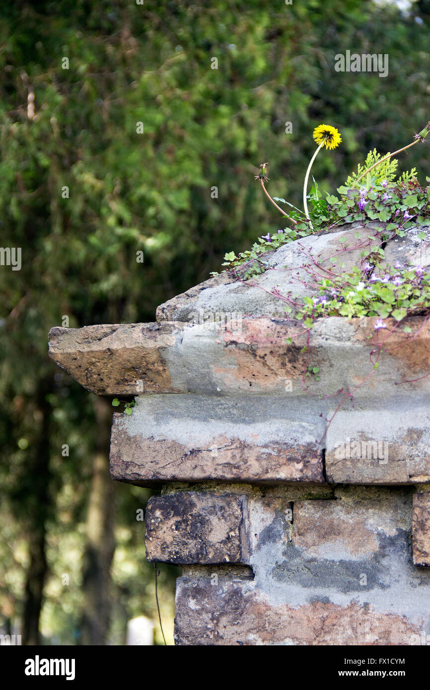 Serbie - Dandelion et autres fleurs sauvages qui poussent sur le haut d'un pilier en brique Banque D'Images