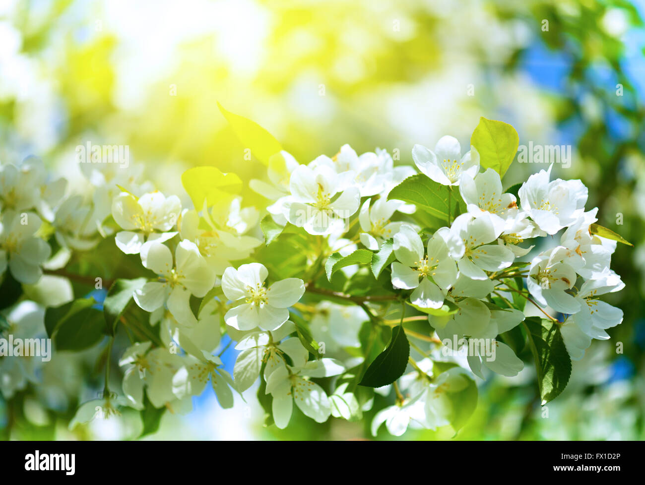 Fleurs de Printemps macro-vision. L'accent profond peu profondes Banque D'Images