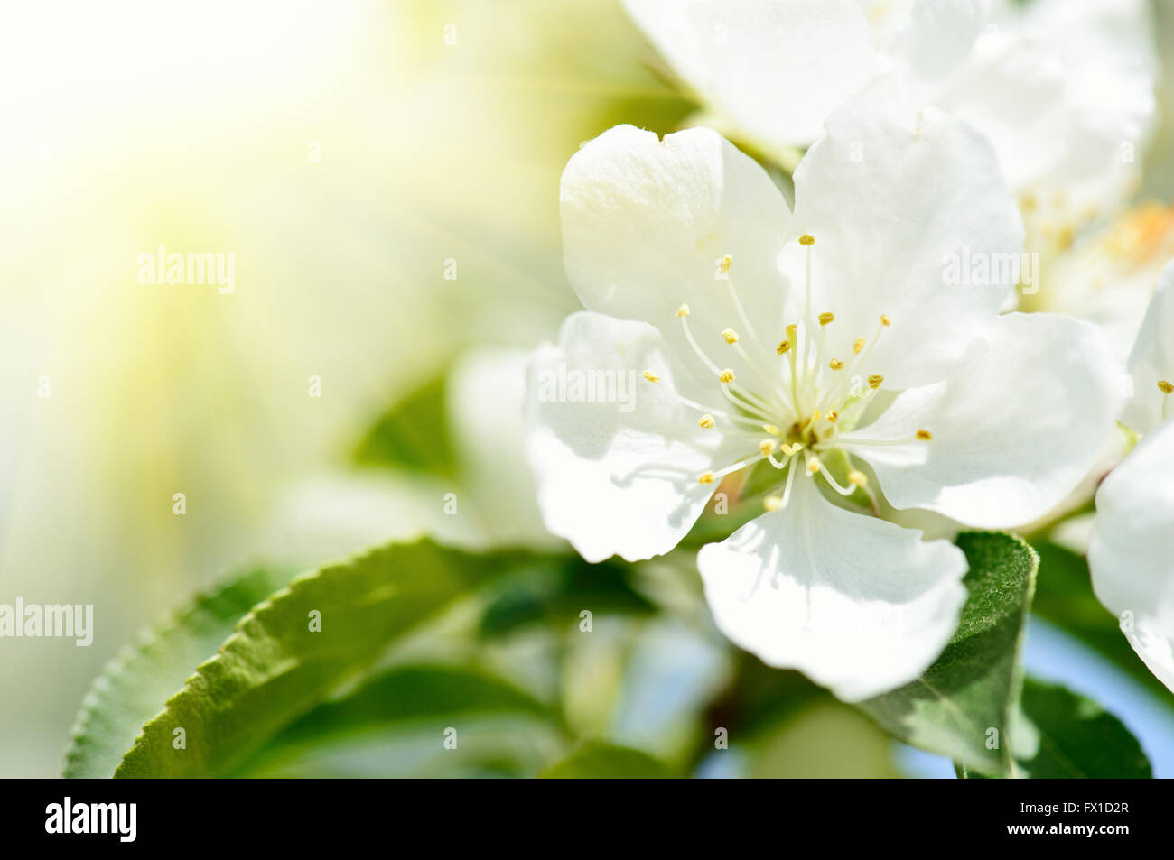 Fleurs de Printemps macro-vision. L'accent profond peu profondes Banque D'Images