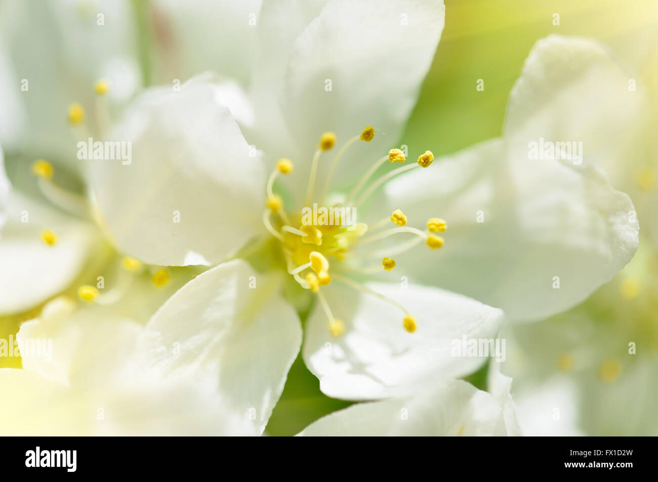 Fleurs de Printemps macro-vision. L'accent profond peu profondes Banque D'Images