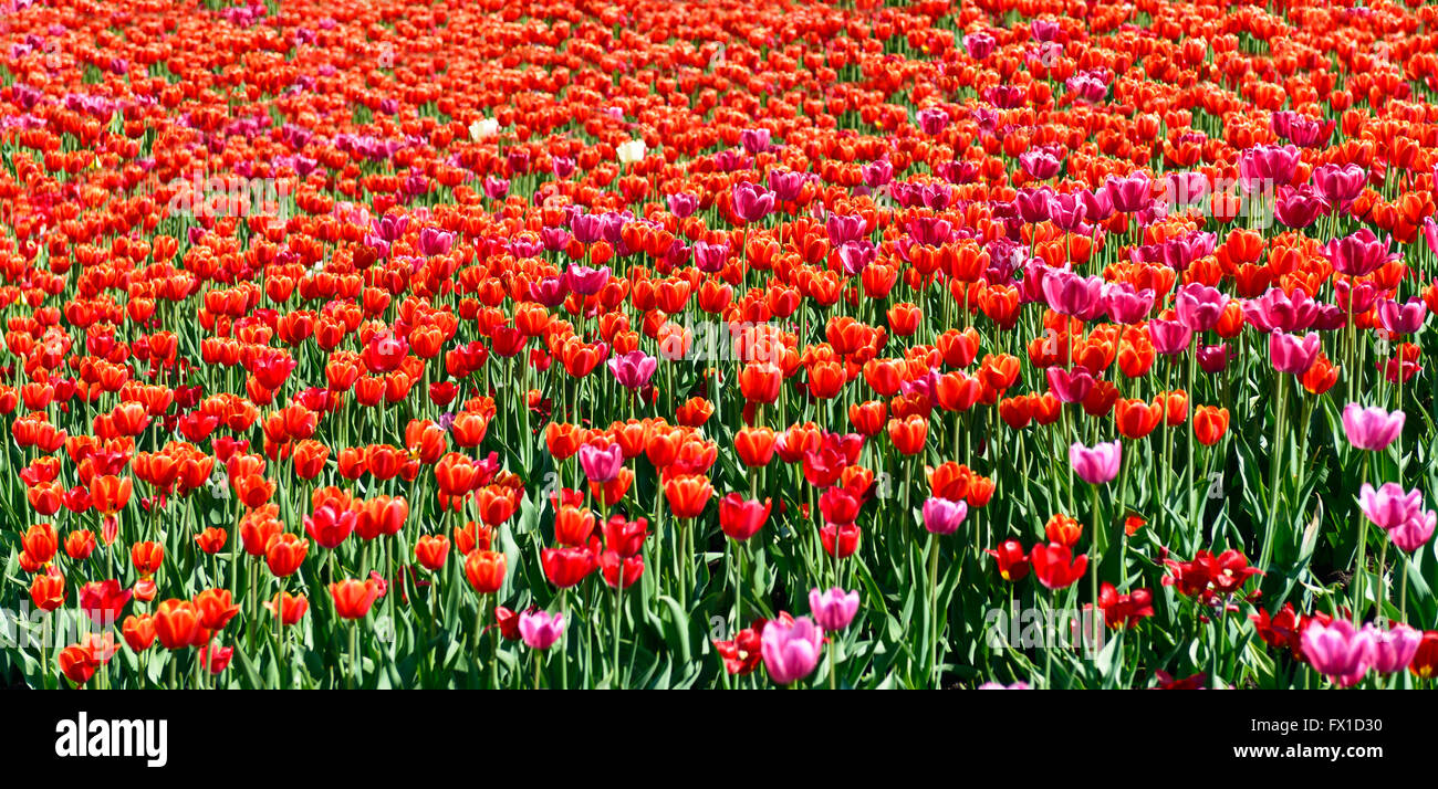 Fleurs de Printemps tulipes panorama sur le terrain Banque D'Images