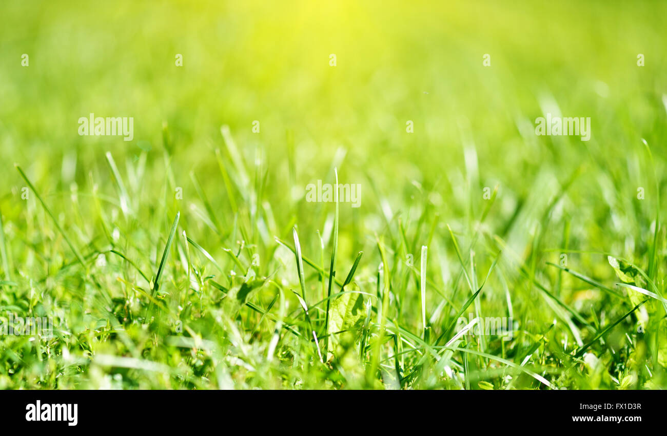 Origines naturelles printemps herbe Banque D'Images