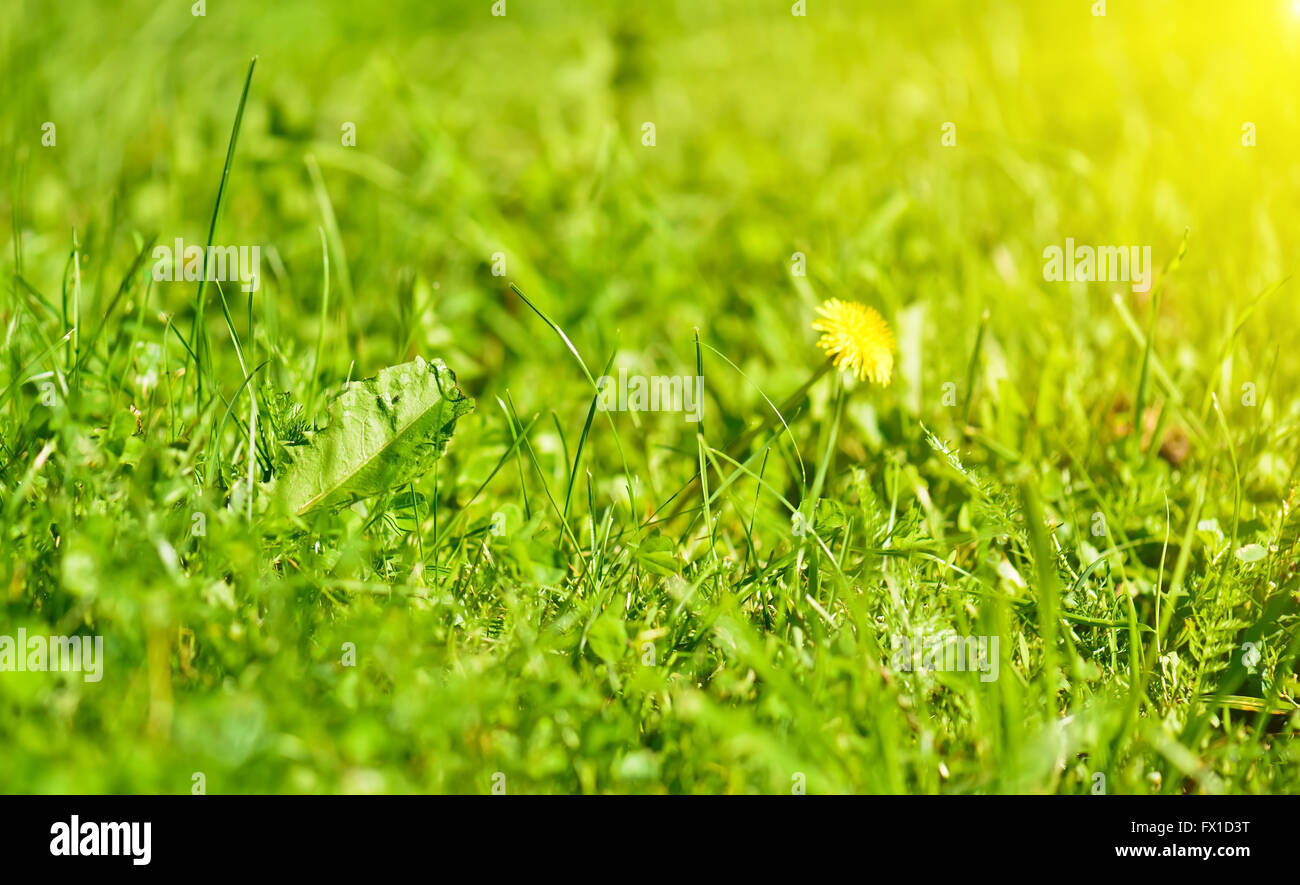 L'herbe de printemps sun beam background Banque D'Images