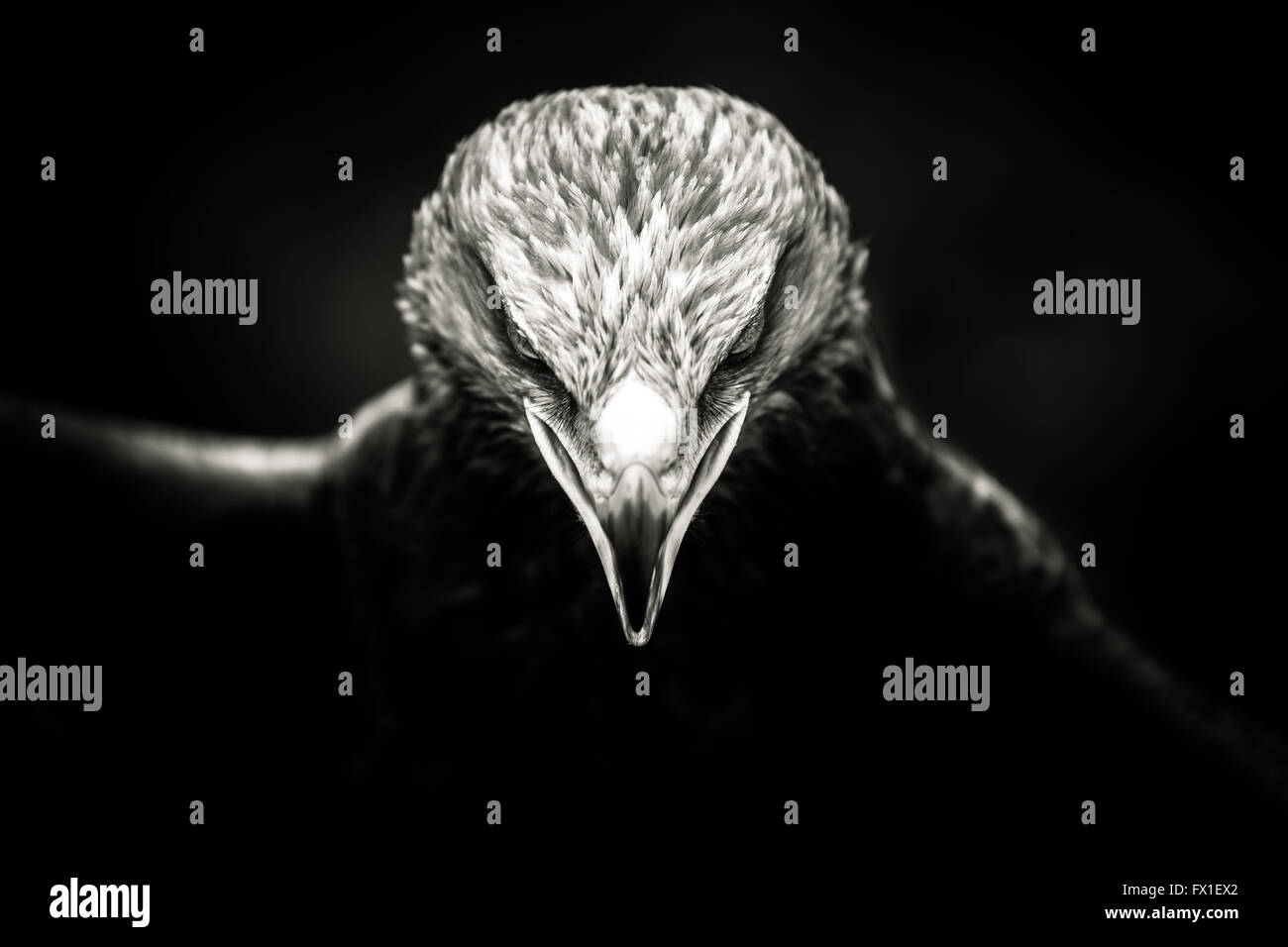 Monochrome noir, portrait d'un aigle doré croisée avec une steppe russe Eagle Banque D'Images