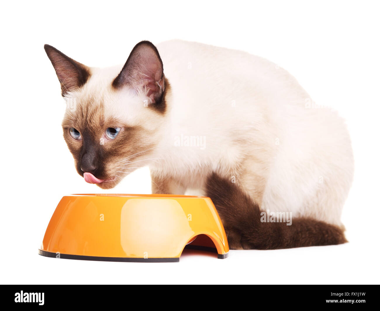 Thai gris un chat mange nourriture sèche, isolé sur fond blanc Banque D'Images
