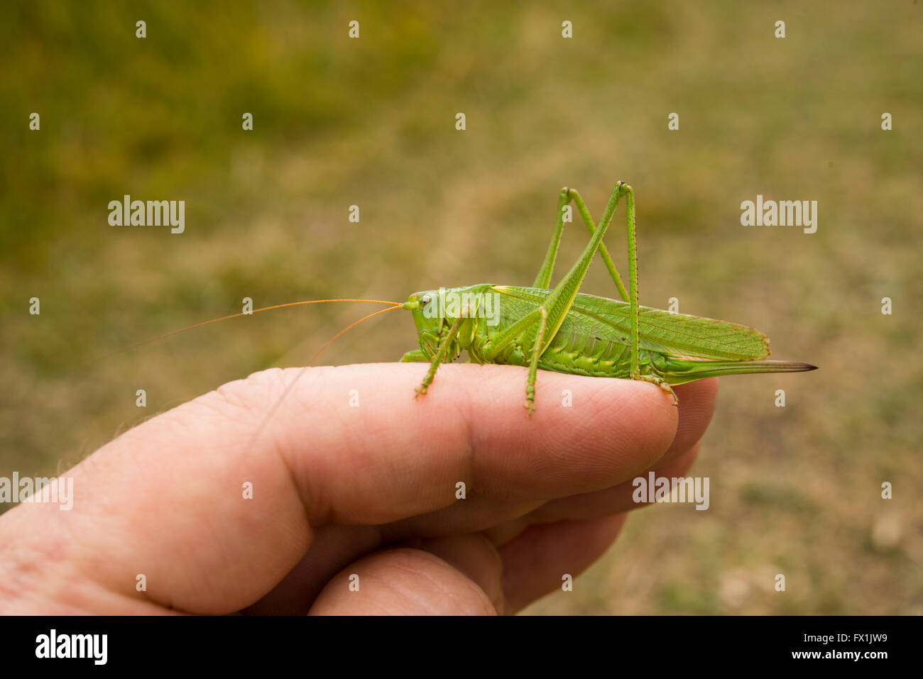 Bush Vert Tettigonia viridissima cricket en main Banque D'Images