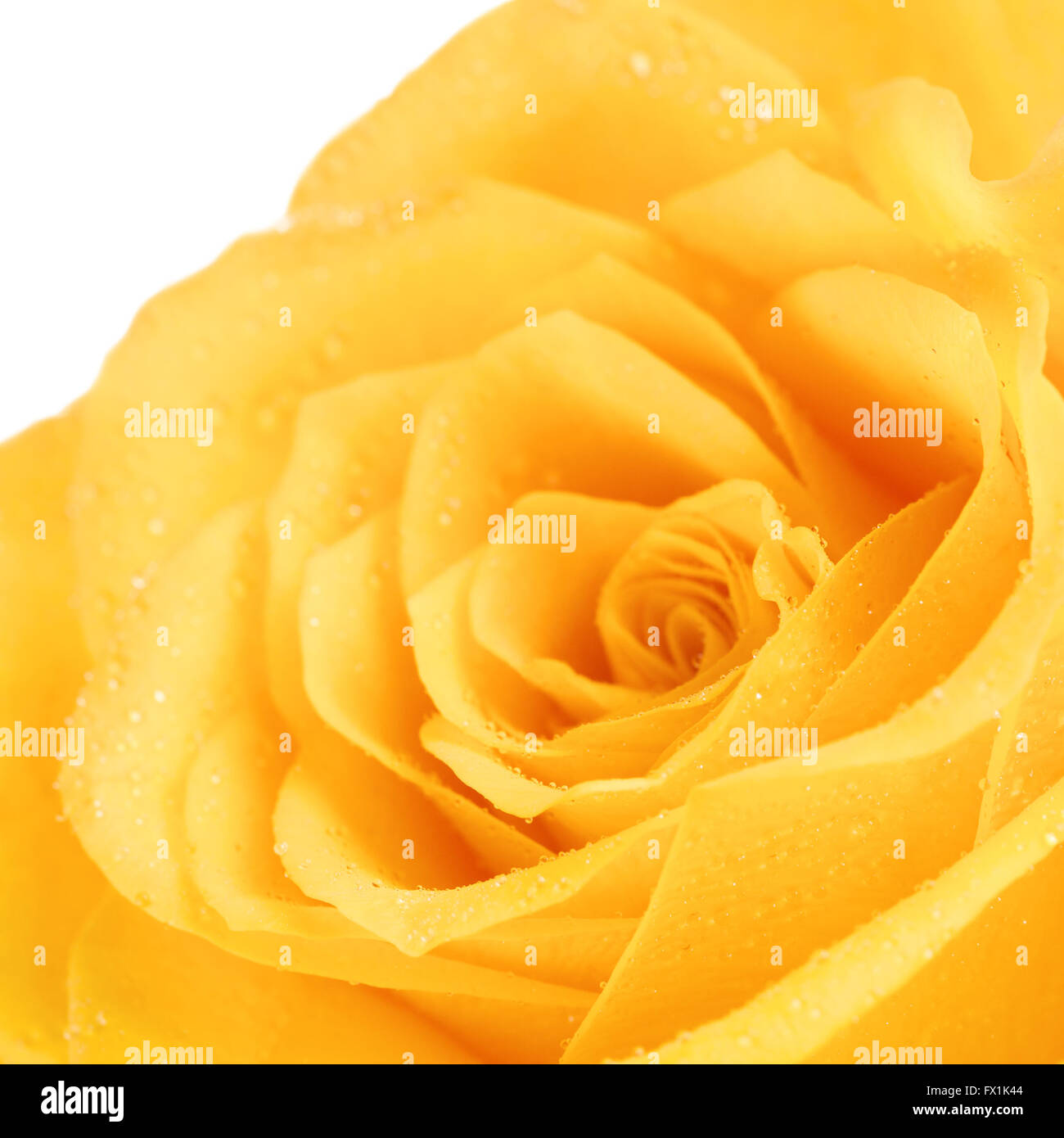 Rose jaune fleur, Close up Banque D'Images