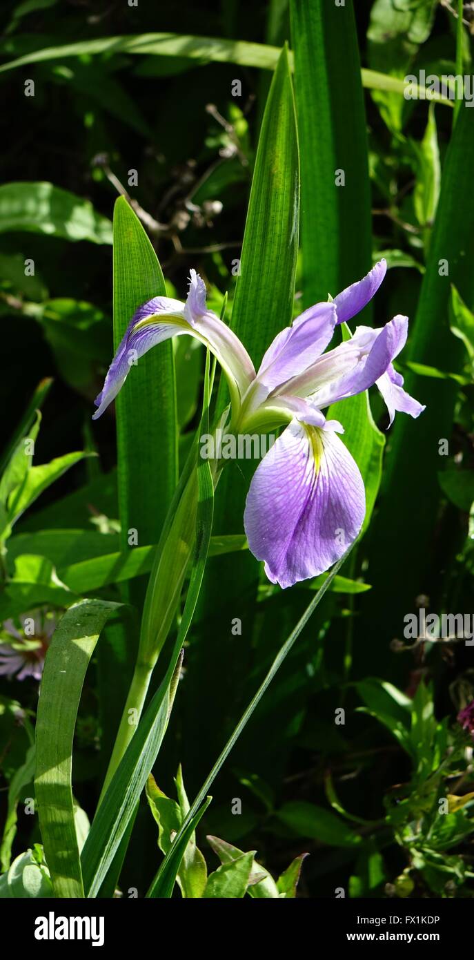 Le sud de l'iris, Iris virginica croissant dans une zone marécageuse en Floride Banque D'Images