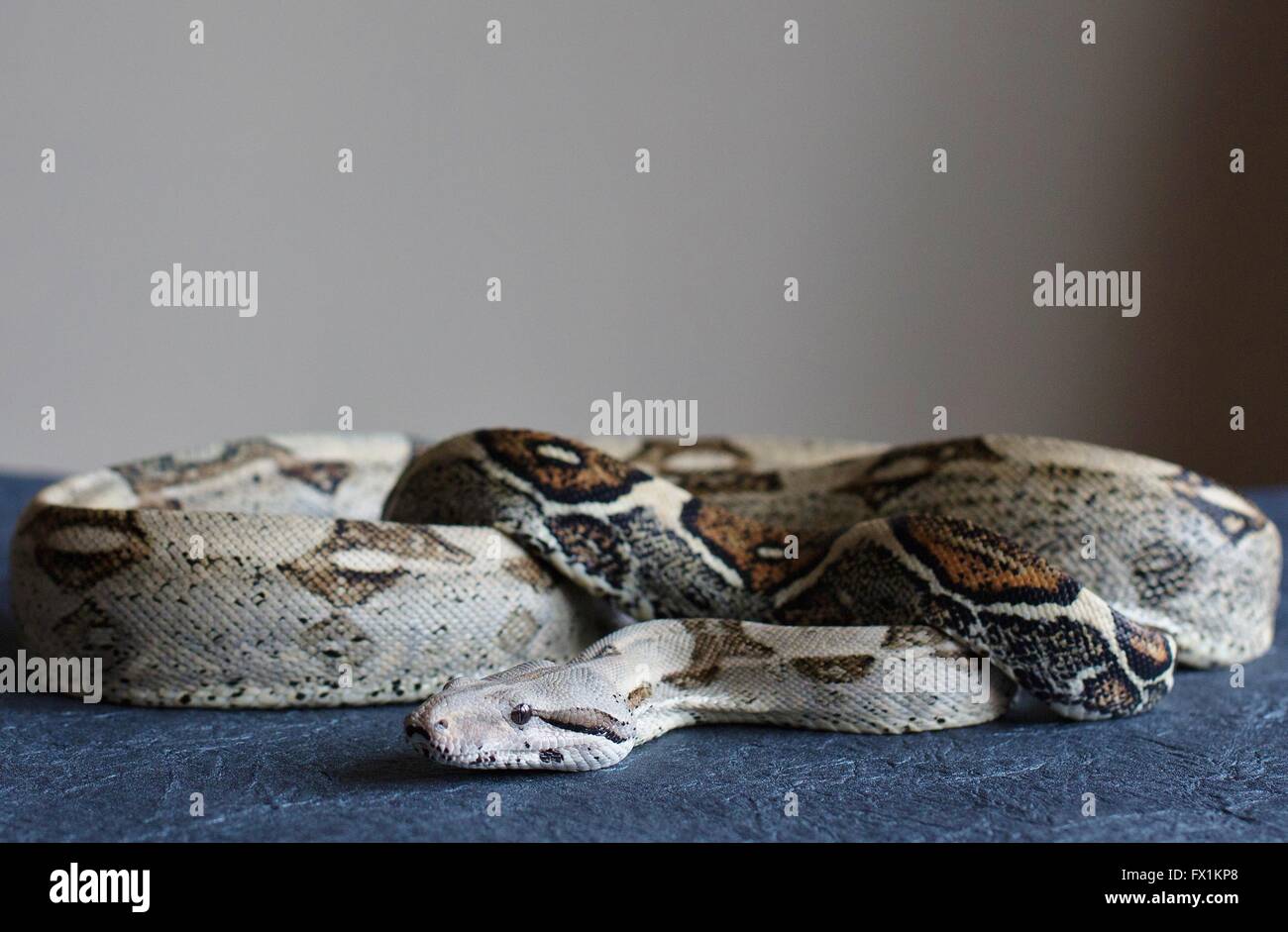 Close up of a red-tailed boa constrictor. Banque D'Images