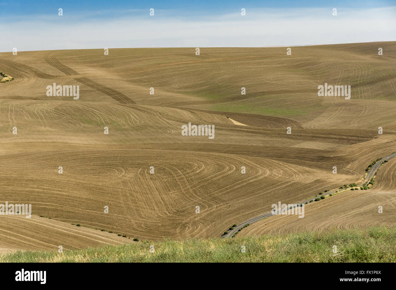 Ferme des terres arides plantés de blé de printemps. L'Est de Washington Banque D'Images