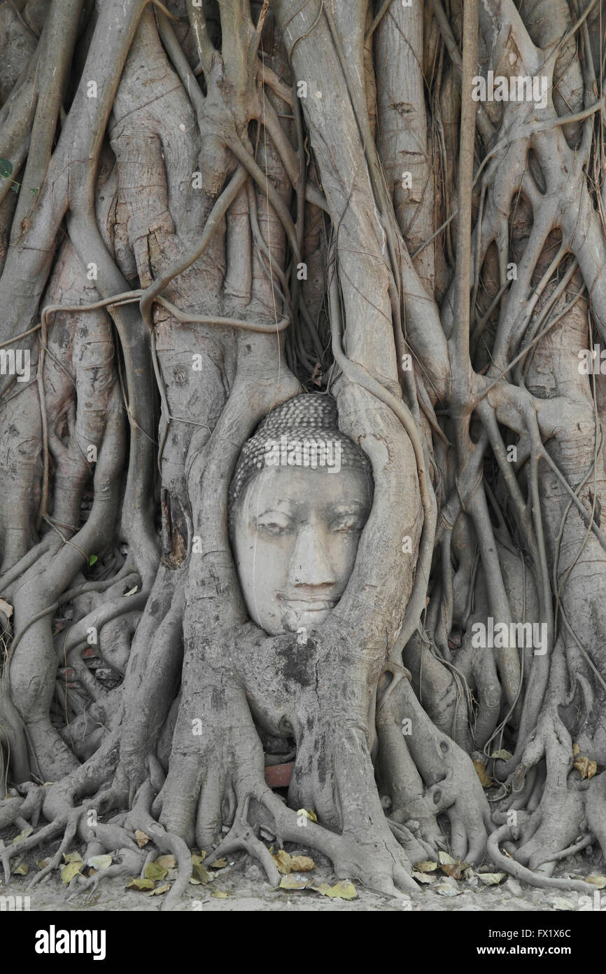 Tête de Bouddha dans un arbre à Wat Mahatat, Ayutthaya - Thaïlande Banque D'Images