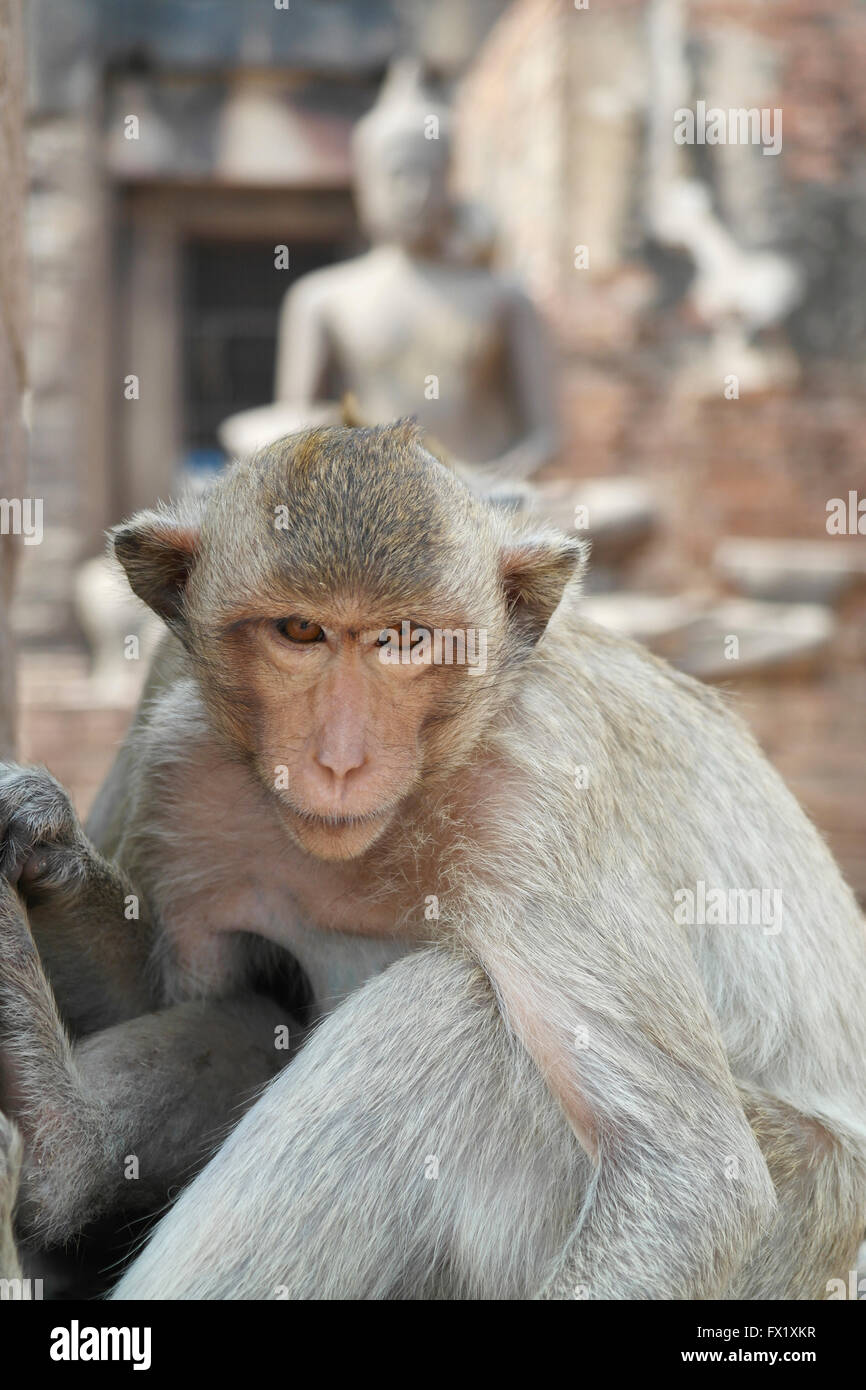 Monkey Town Lopburi - Thaïlande Banque D'Images