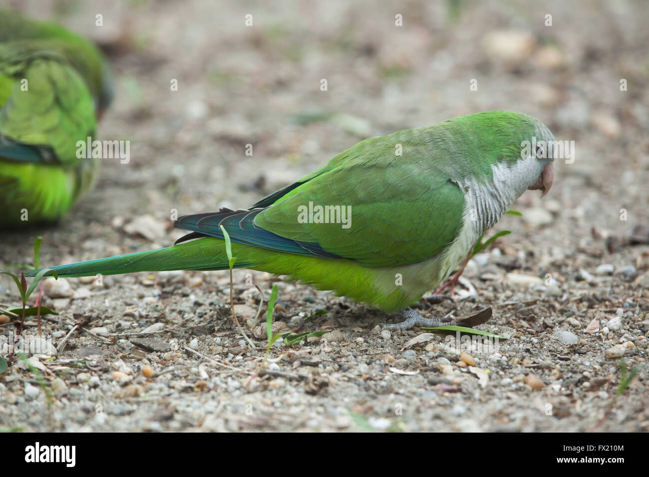 Perruche moine (Myiopsitta monachus), également connu sous le nom de la quaker parrot au Zoo de Budapest à Budapest, Hongrie. Banque D'Images