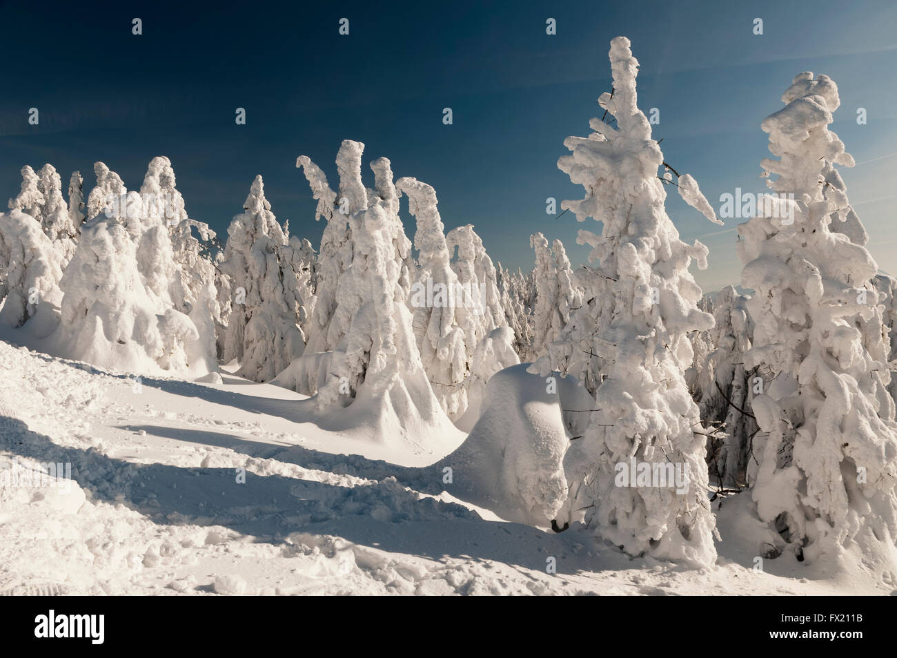 La lourde neige couverts d'arbres forestiers dans la région de Kysuce du nord de la Slovaquie. Banque D'Images