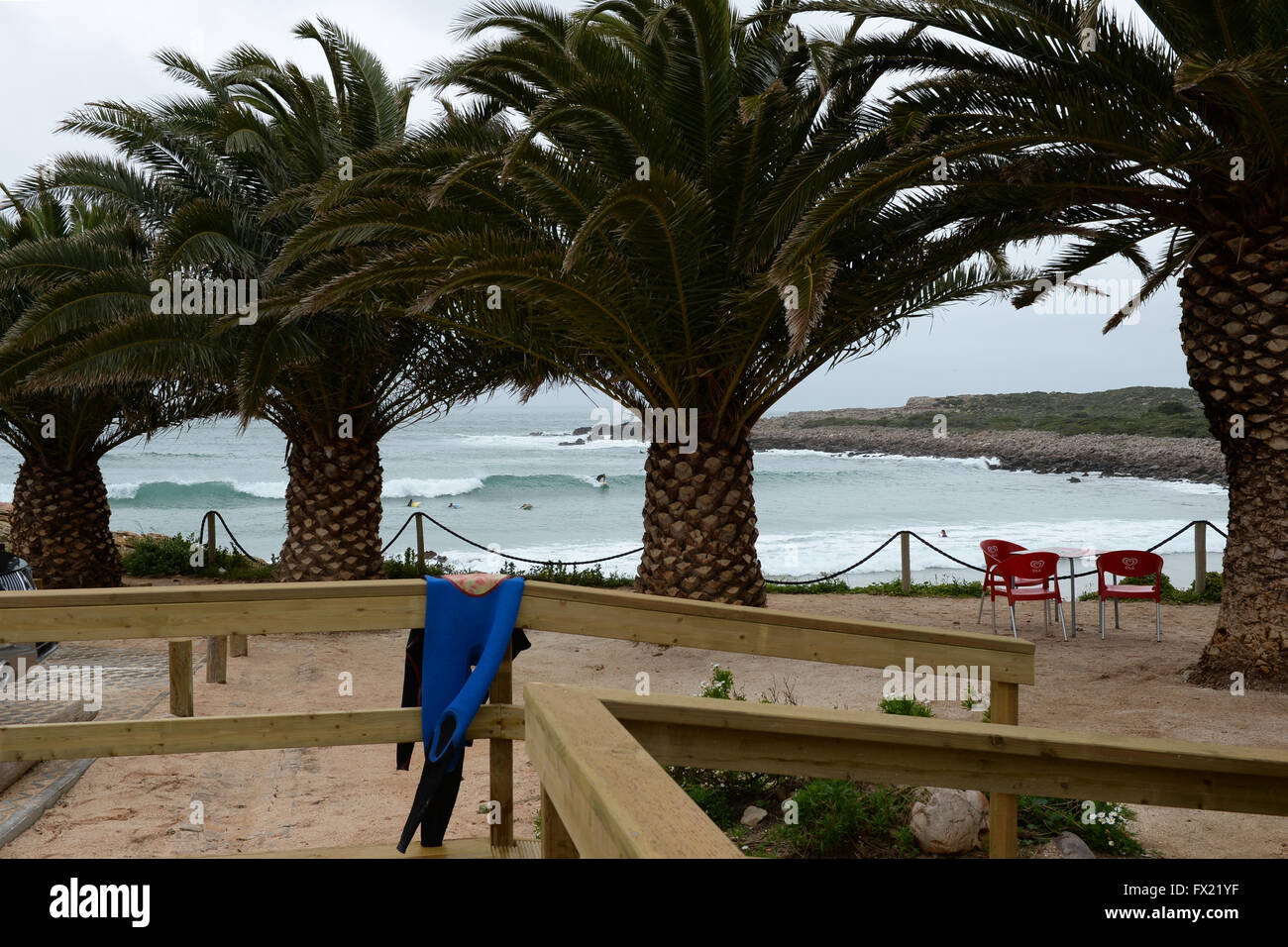 Prai da Ingrina -palmiers sur la basse plage sur l'Algarve , Portugal Banque D'Images