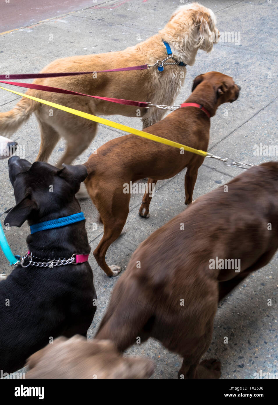 Professional Dog Walker à New York City, USA Banque D'Images