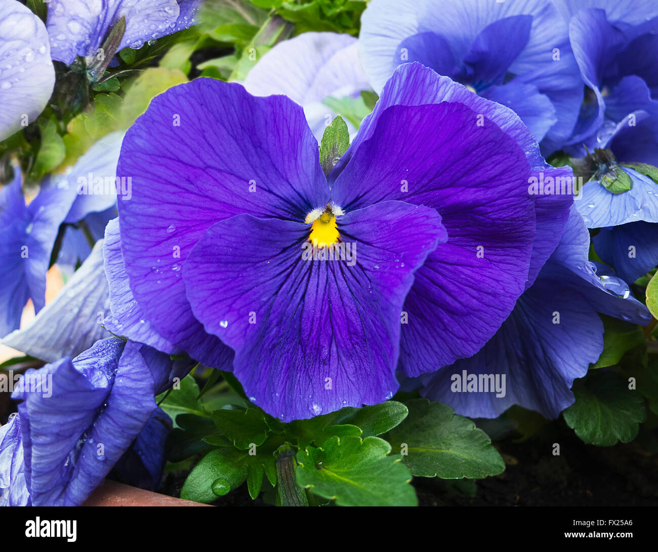 Pensées bleues et violettes fleurs dans jardin avec des gouttes de rosée  sur les pétales. Libre. Vue à partir du haut. L'arrière-plan légèrement  flou. Suitabl Photo Stock - Alamy