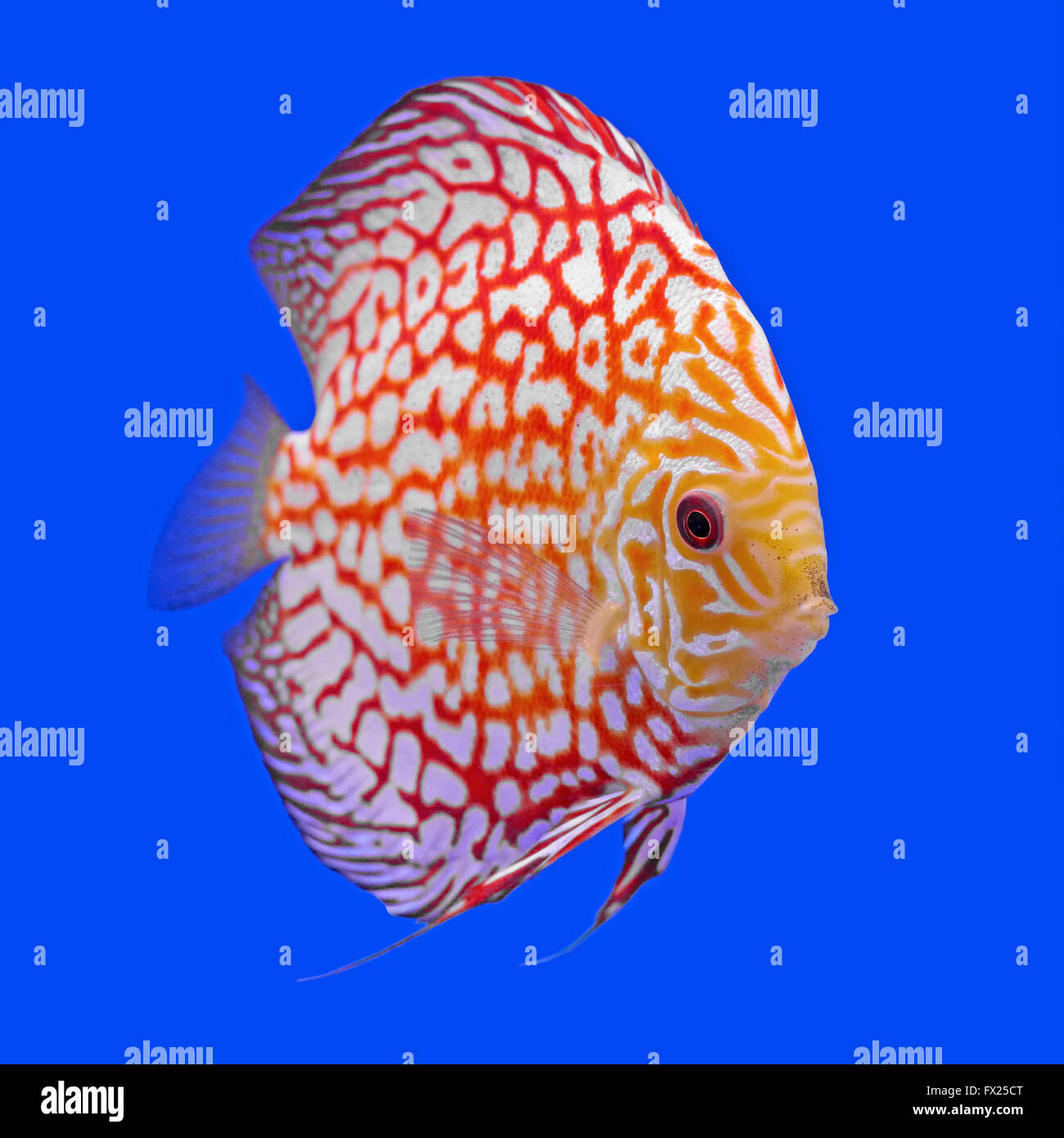 Pompadour ou symphysodon poisson dans l'aquarium Banque D'Images