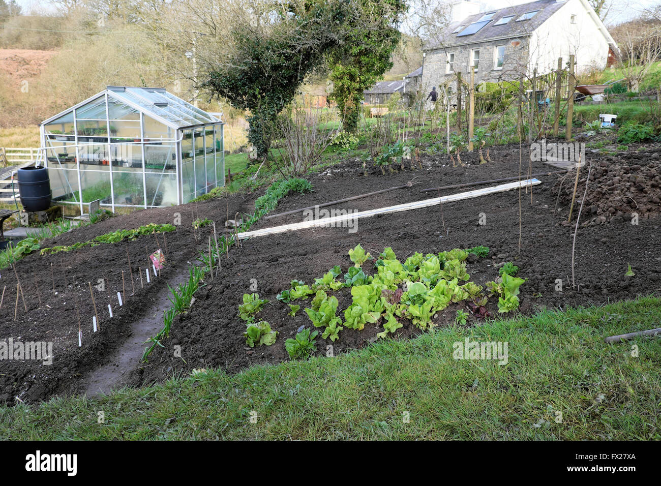 Vue sur les jeunes pousses qui poussent à l'extérieur dans un potager en pente parcelle de terrain de légumes en avril au printemps et maison de campagne au pays de Galles au Royaume-Uni KATHY DEWITT Banque D'Images