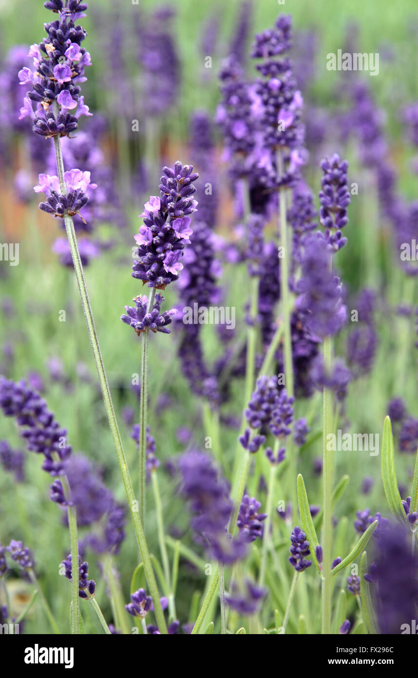 Bleu lavande (Lavandula Aromatico), Horsham, West Sussex, Angleterre Banque D'Images