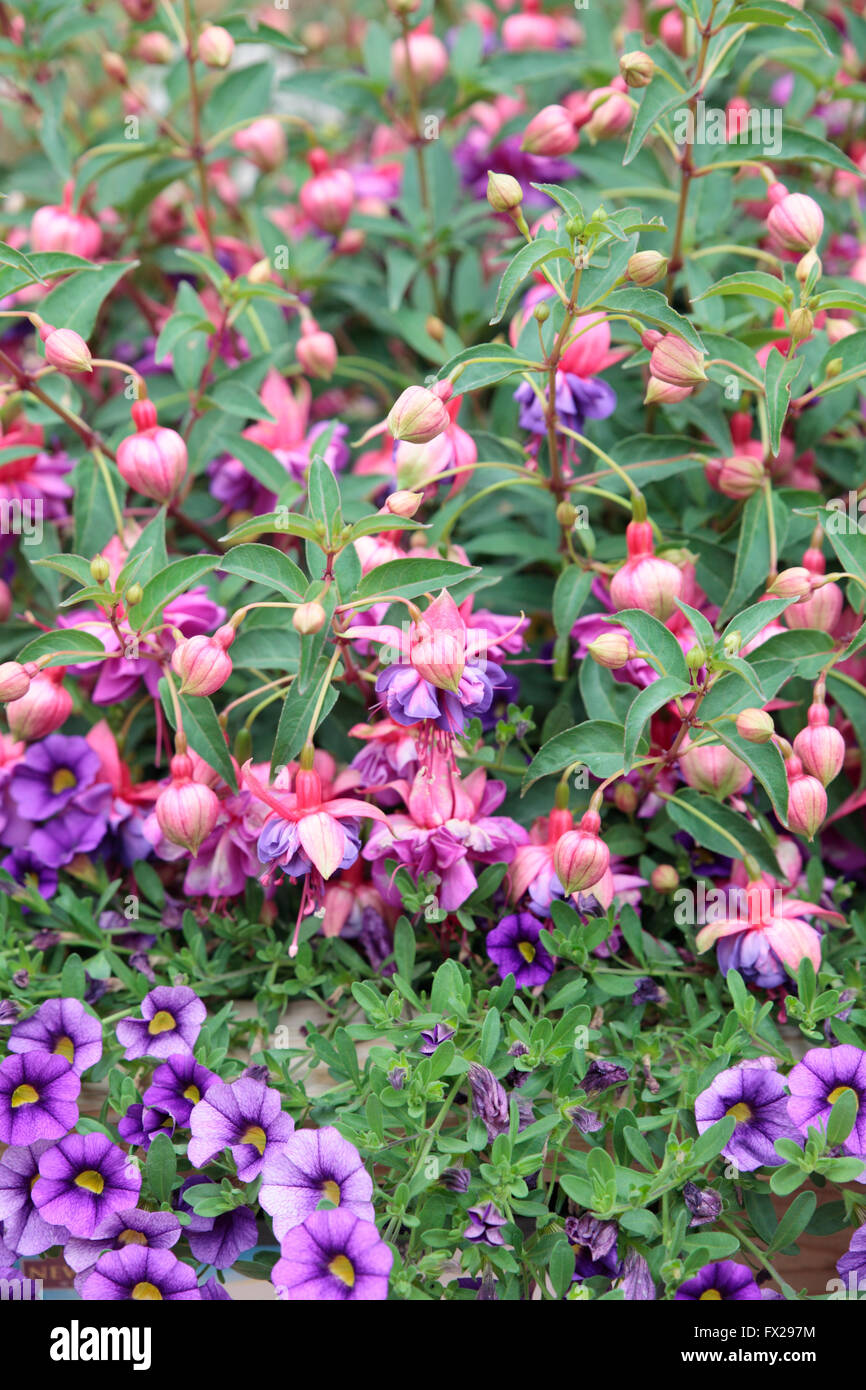 Fushia (variété inconnue), Arundel, West Sussex, Angleterre Banque D'Images