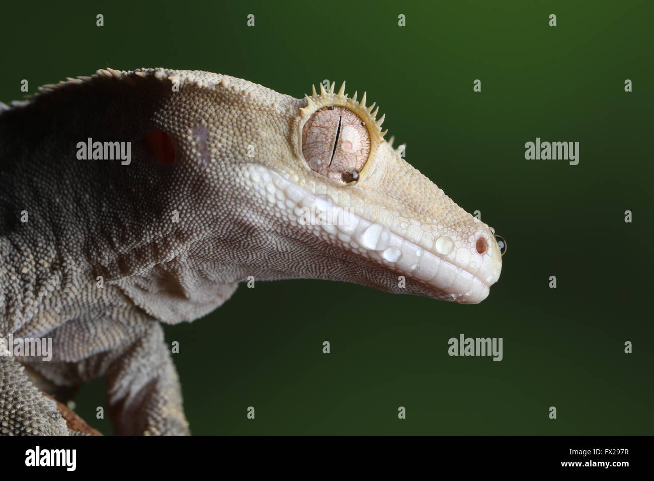 Portrait gecko - studio avec fond vert Banque D'Images