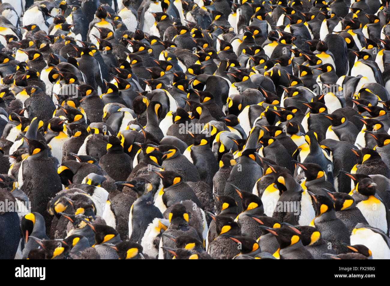 Manchot royal (Aptenodytes patagonicus), colonie Saint Andrews Bay, South Georgia Island Banque D'Images
