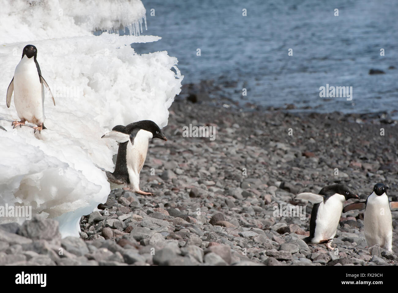 Les manchots Adélie (Pygoscelis adeliae) sauter sur la plage, l'île Paulet, Erebus et Terror Golfe, péninsule antarctique Banque D'Images