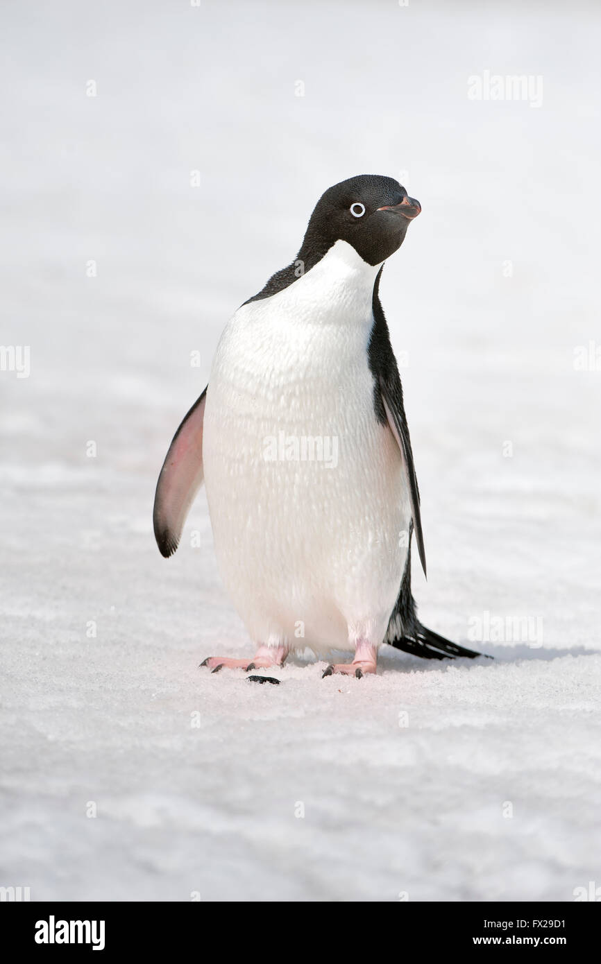 Manchot Adélie (Pygoscelis adeliae), l'île Paulet, Erebus et Terror Golfe, péninsule antarctique Banque D'Images