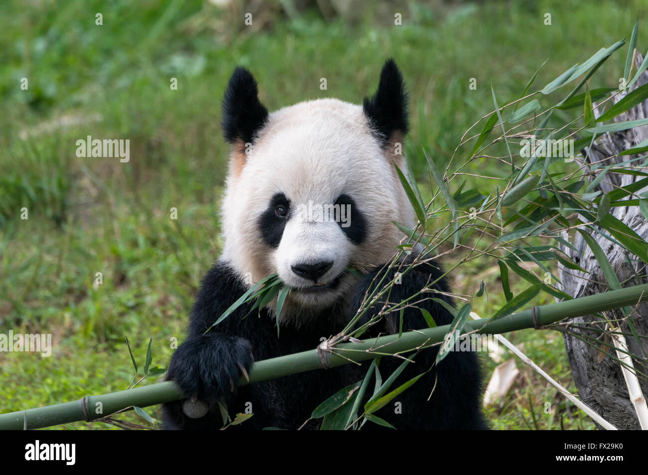 Des profils grand panda (Ailuropoda melanoleuca), de la Chine et de Conservation Centre de recherche pour les pandas géants, Chengdu, Sichuan, Chine Banque D'Images