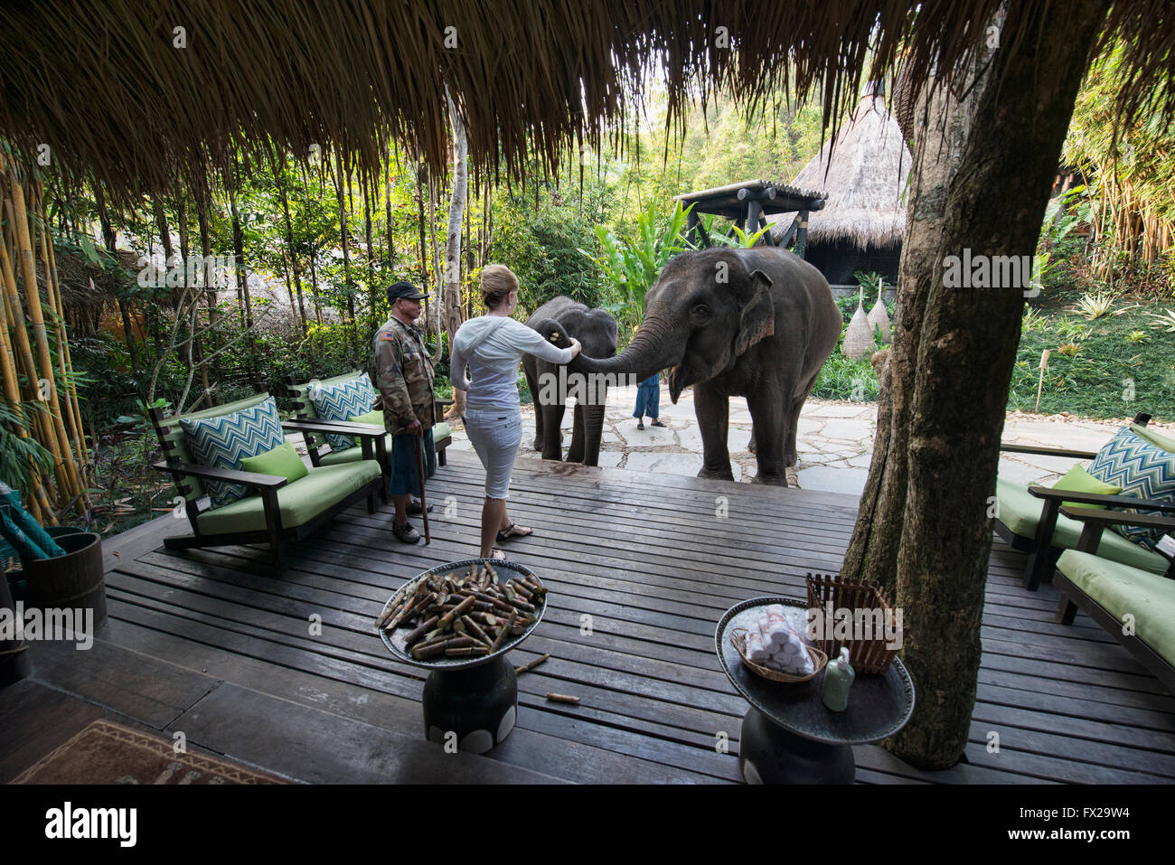 Les éléphants viennent pour se nourrir au Four Seasons Tented Camp à Chiang  Rai, Thaïlande Photo Stock - Alamy