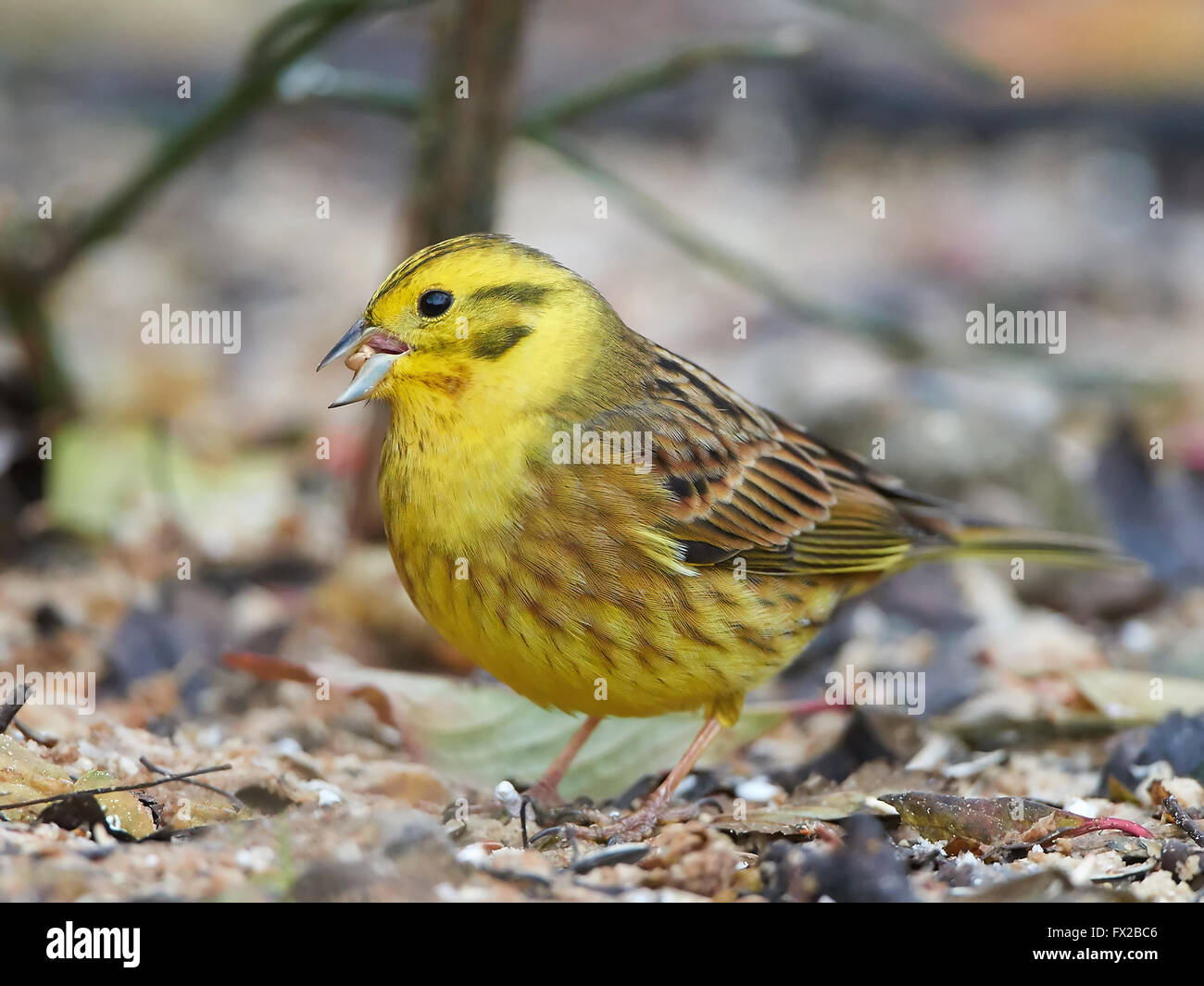 Yellowhammer debout sur le sol avec de la nourriture dans son bec Banque D'Images