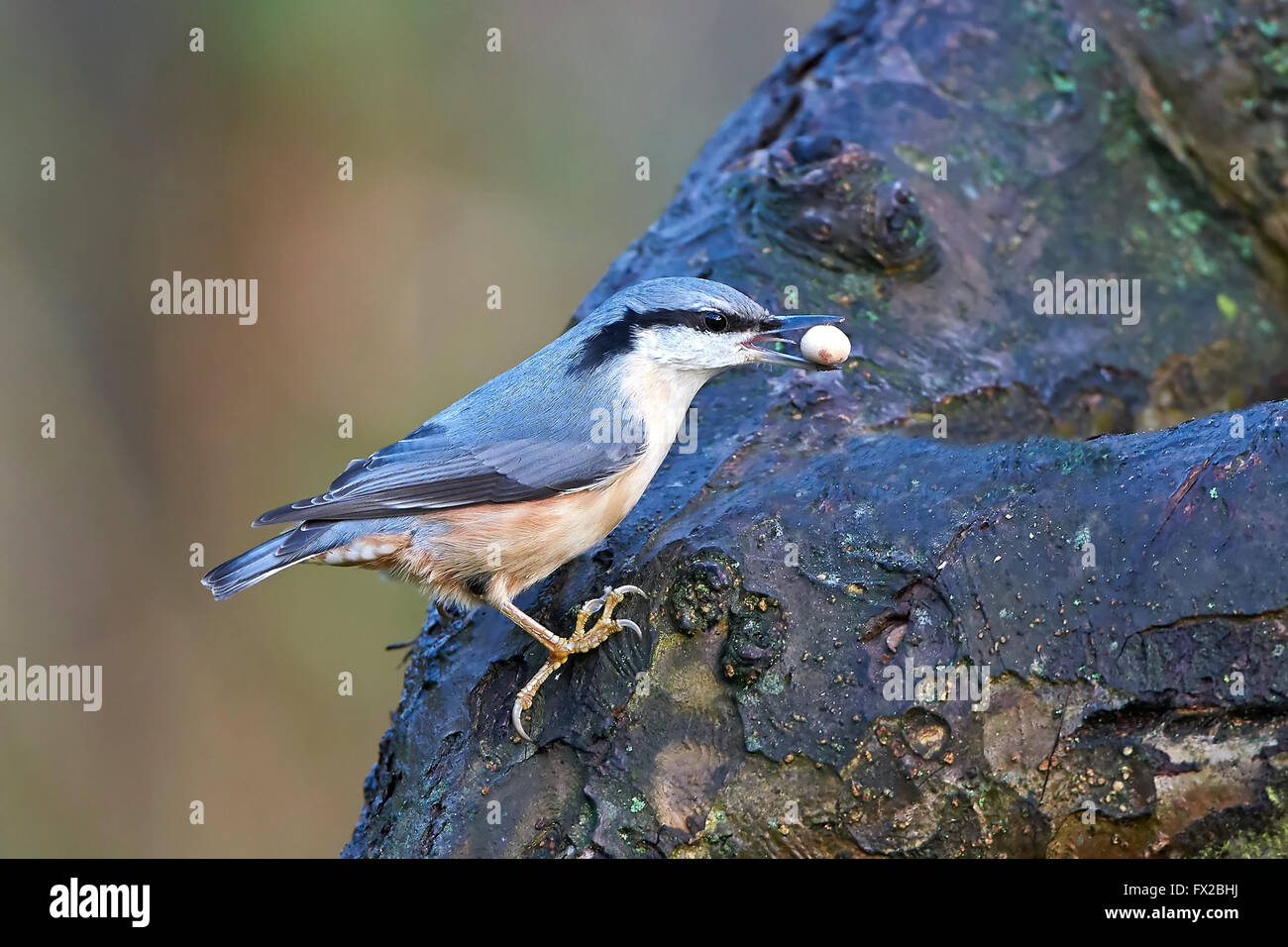 Bulbul à sur une branche avec de la nourriture dans son bec Banque D'Images